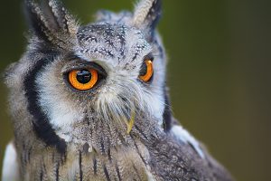 owl-1705112_1920